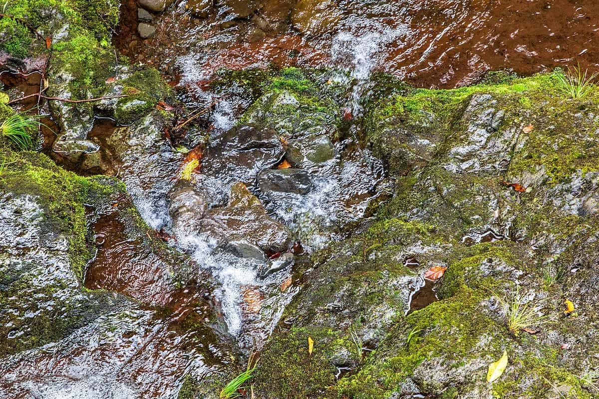 Ribeiro Frio (Madeira, Portugal), Ribeiro Frio -- 2025 -- 1498
